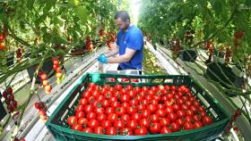Производство томатов в открытом грунте за пять лет выросло до рекордного